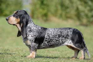 Basset Bleu de Gascogne — Mottled black and white with tan markings coat