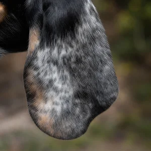Basset Bleu de Gascogne — ears
