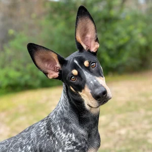 Basset Bleu de Gascogne — alert