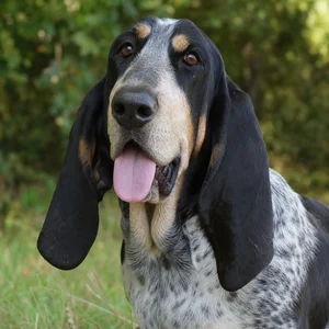 Basset Bleu de Gascogne — happy