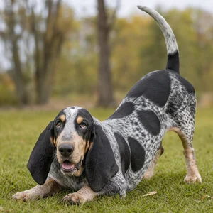 Basset Bleu de Gascogne — playful
