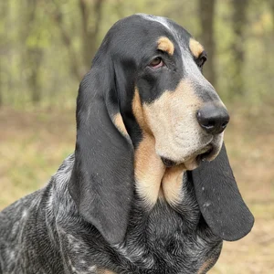 Basset Bleu de Gascogne — relaxed