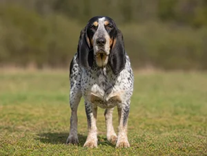 Basset Bleu de Gascogne — front