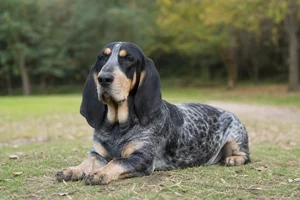 Basset Bleu de Gascogne — lying down