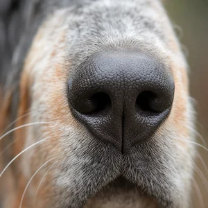 Basset Bleu de Gascogne — nose