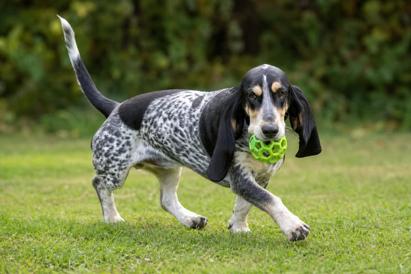 Basset Bleu de Gascogne — playing