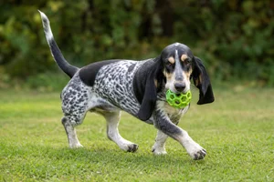 Basset Bleu de Gascogne — playing