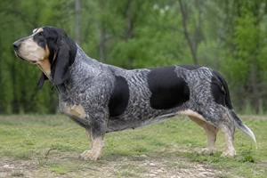 Basset Bleu de Gascogne dog