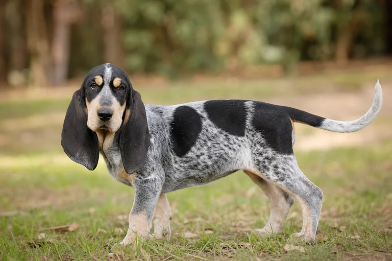 Basset Bleu de Gascogne — puppy (~4 mo)