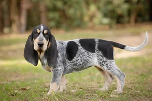 Basset Bleu de Gascogne — puppy (~4 mo)