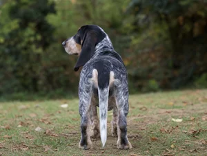 Basset Bleu de Gascogne — rear