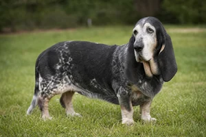 Basset Bleu de Gascogne — senior