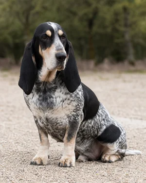 Basset Bleu de Gascogne — sitting