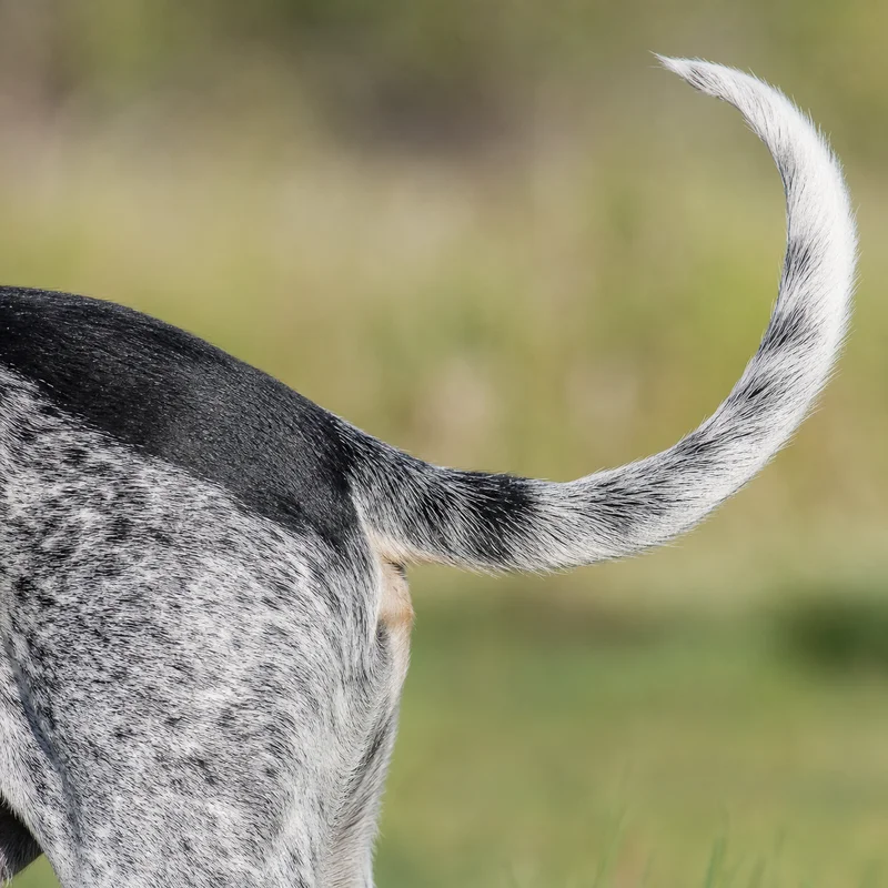 Basset Bleu de Gascogne — tail