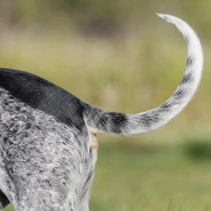 Basset Bleu de Gascogne — tail