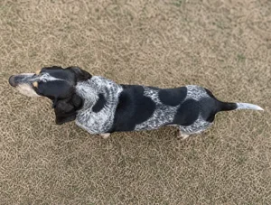 Basset Bleu de Gascogne — top