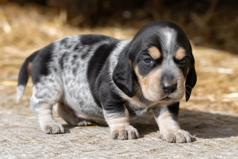 Basset Bleu de Gascogne — young puppy (~1 mo)
