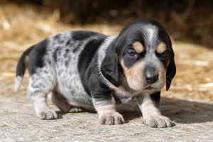 Basset Bleu de Gascogne — young puppy (~1 mo)