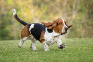 Basset Hound — running