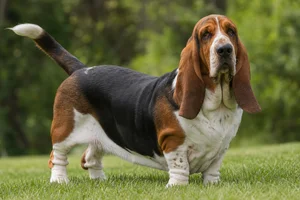 Basset Hound — adult