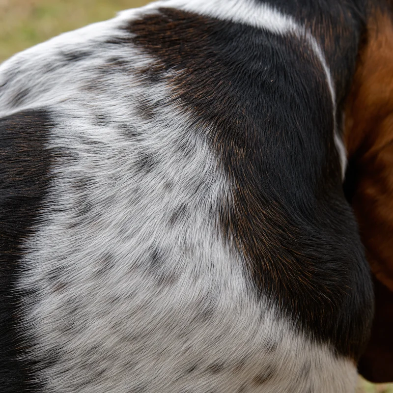 Basset Hound — coat texture