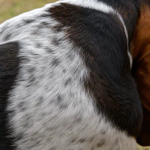 Basset Hound — coat texture