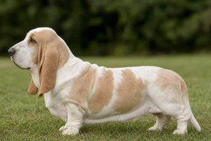 Basset Hound — Lemon & White coat