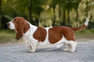 Basset Hound — Mahogany & White coat