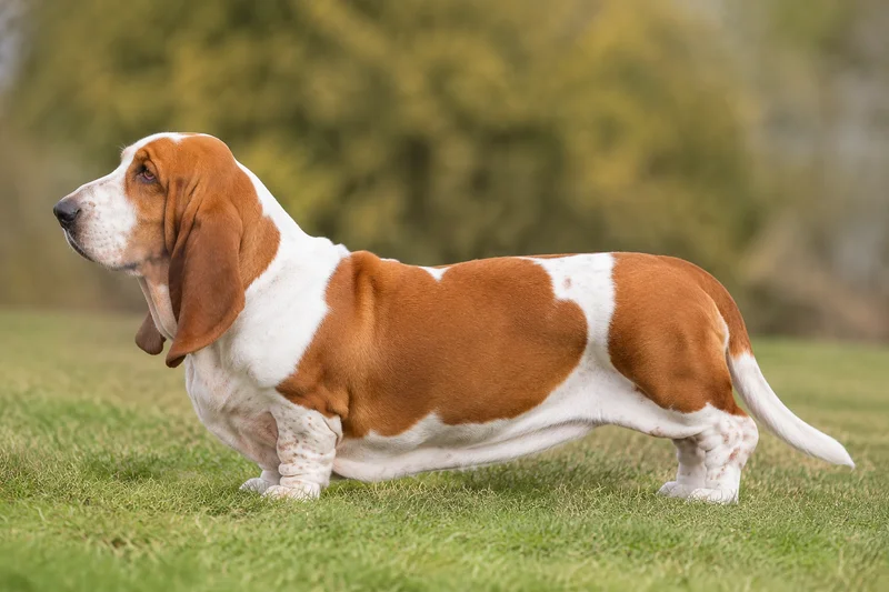 Basset Hound — Red & White coat
