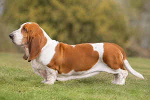 Basset Hound — Red & White coat