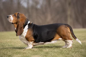 Basset Hound — Tricolor (Black coat