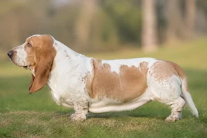 Basset Hound — White & Tan) coat