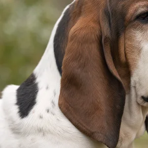 Basset Hound — ears