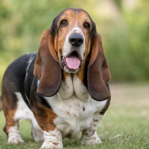 Basset Hound — happy