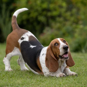 Basset Hound — playful
