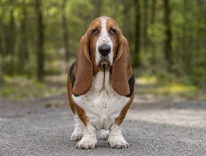 Basset Hound — front