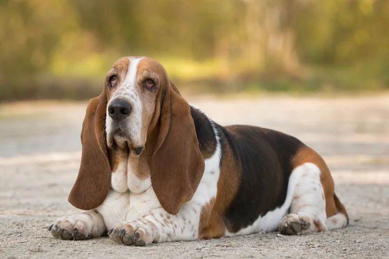 Basset Hound — lying down
