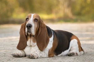 Basset Hound — lying down