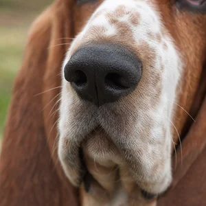 Basset Hound — nose
