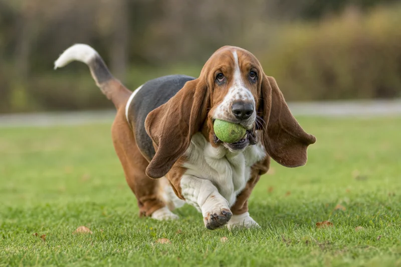 Basset Hound — playing