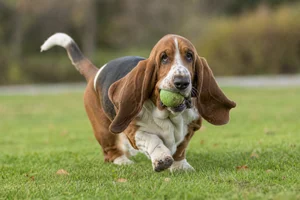Basset Hound — playing