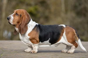 Basset Hound dog