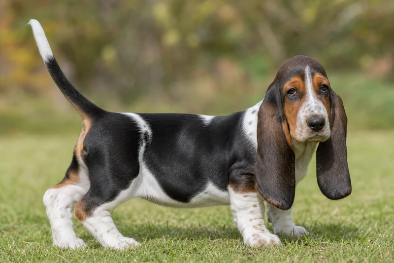 Basset Hound — puppy (~4 mo)