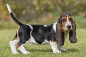 Basset Hound — puppy (~4 mo)