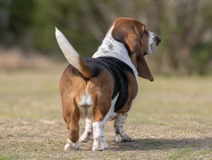 Basset Hound — rear