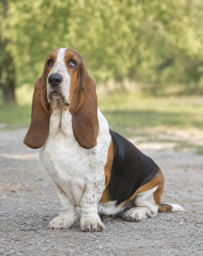 Basset Hound — sitting