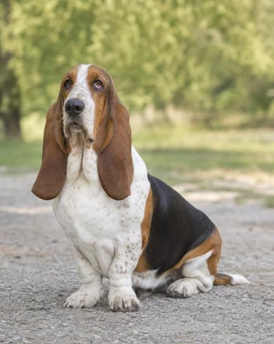 Basset Hound — sitting