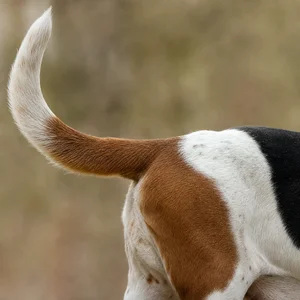 Basset Hound — tail