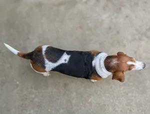 Basset Hound — top