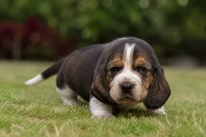 Basset Hound — young puppy (~1 mo)